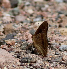 Junonia nigrosuffusa