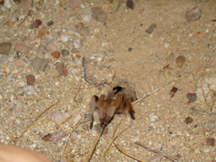 Aphonopelma chalcodes