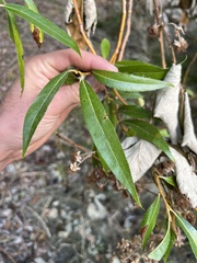 Salix lasiandra