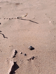 Omorgus pastillarius