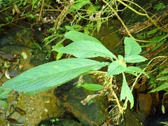 Rhynchotechum discolor