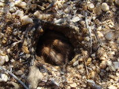 Aphonopelma chalcodes