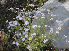 Erigeron filifolius