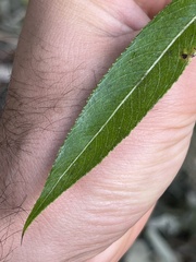 Salix lasiandra