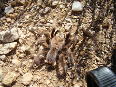 Aphonopelma chalcodes