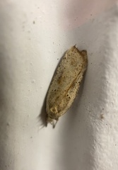 Agonopterix canadensis