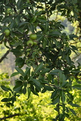 Pyrus spinosa