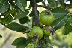 Pyrus spinosa