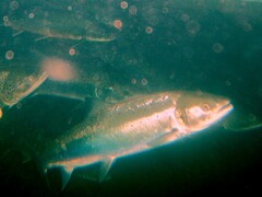 Salmo salar