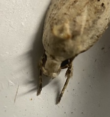 Agonopterix canadensis