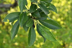 Pyrus spinosa