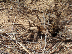 Aphonopelma chalcodes