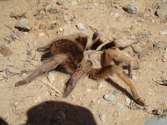 Aphonopelma chalcodes