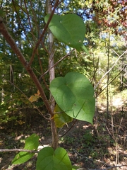 Gonolobus suberosus
