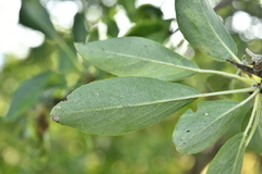 Pyrus spinosa
