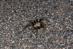 Aphonopelma chalcodes