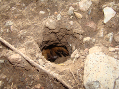 Aphonopelma chalcodes