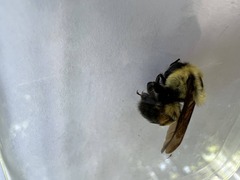 Bombus griseocollis