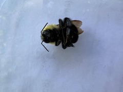 Bombus griseocollis