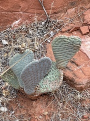 Opuntia basilaris basilaris