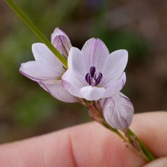 Ixia flexuosa