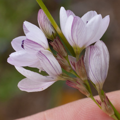 Ixia flexuosa