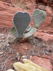 Opuntia basilaris basilaris