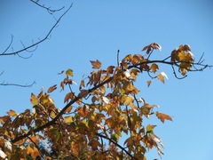 Acer rubrum