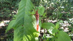 Macrocheraia grandis