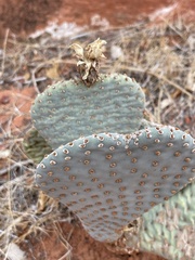 Opuntia basilaris basilaris