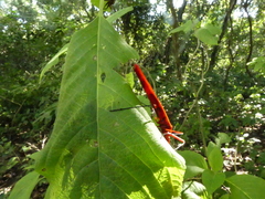 Macrocheraia grandis