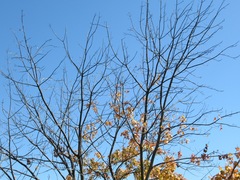 Acer rubrum