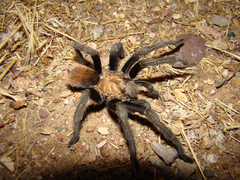 Aphonopelma chalcodes