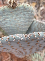 Opuntia basilaris basilaris