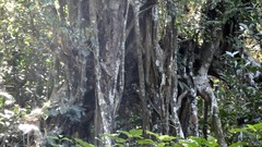 Ficus benjamina