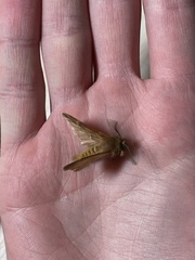 Ptilophora plumigera