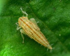 Cicadula quadrinotata