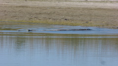 Gavialis gangeticus
