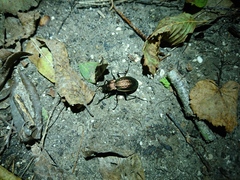 Carabus ulrichii