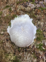 Reticularia