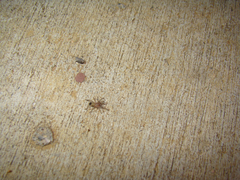 Aphonopelma chalcodes