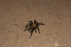Aphonopelma chalcodes