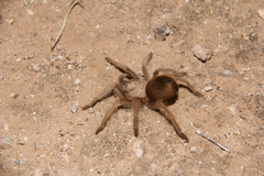 Aphonopelma chalcodes