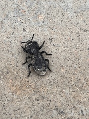 Phloeodes diabolicus