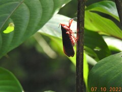 Kalidasa lanata