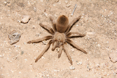 Aphonopelma chalcodes