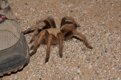 Aphonopelma chalcodes