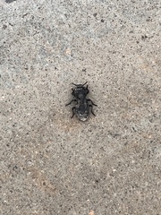 Phloeodes diabolicus