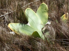 Brunsvigia orientalis