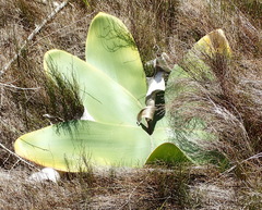 Brunsvigia orientalis